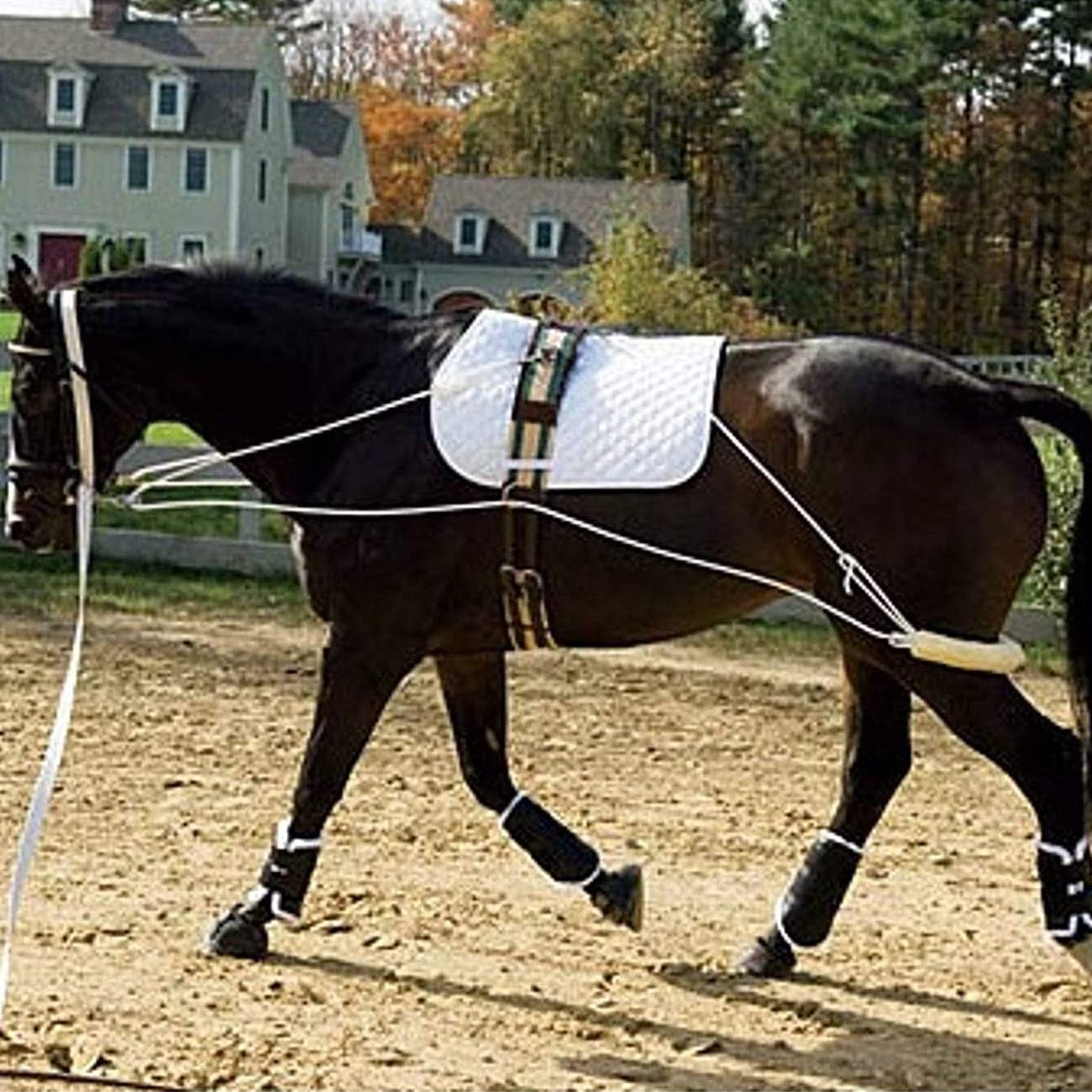 Pessoa Inspired Lunging System