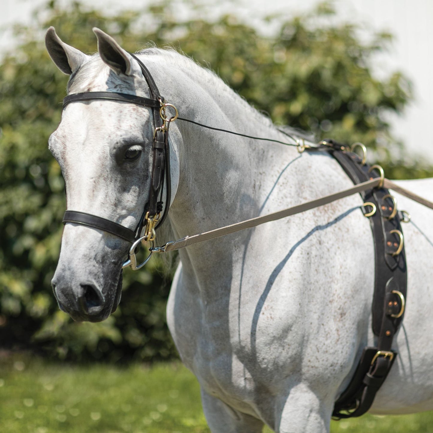 Billy Royal® Multi-Ring Training Surcingle