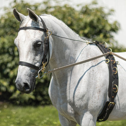 Billy Royal® Multi-Ring Training Surcingle