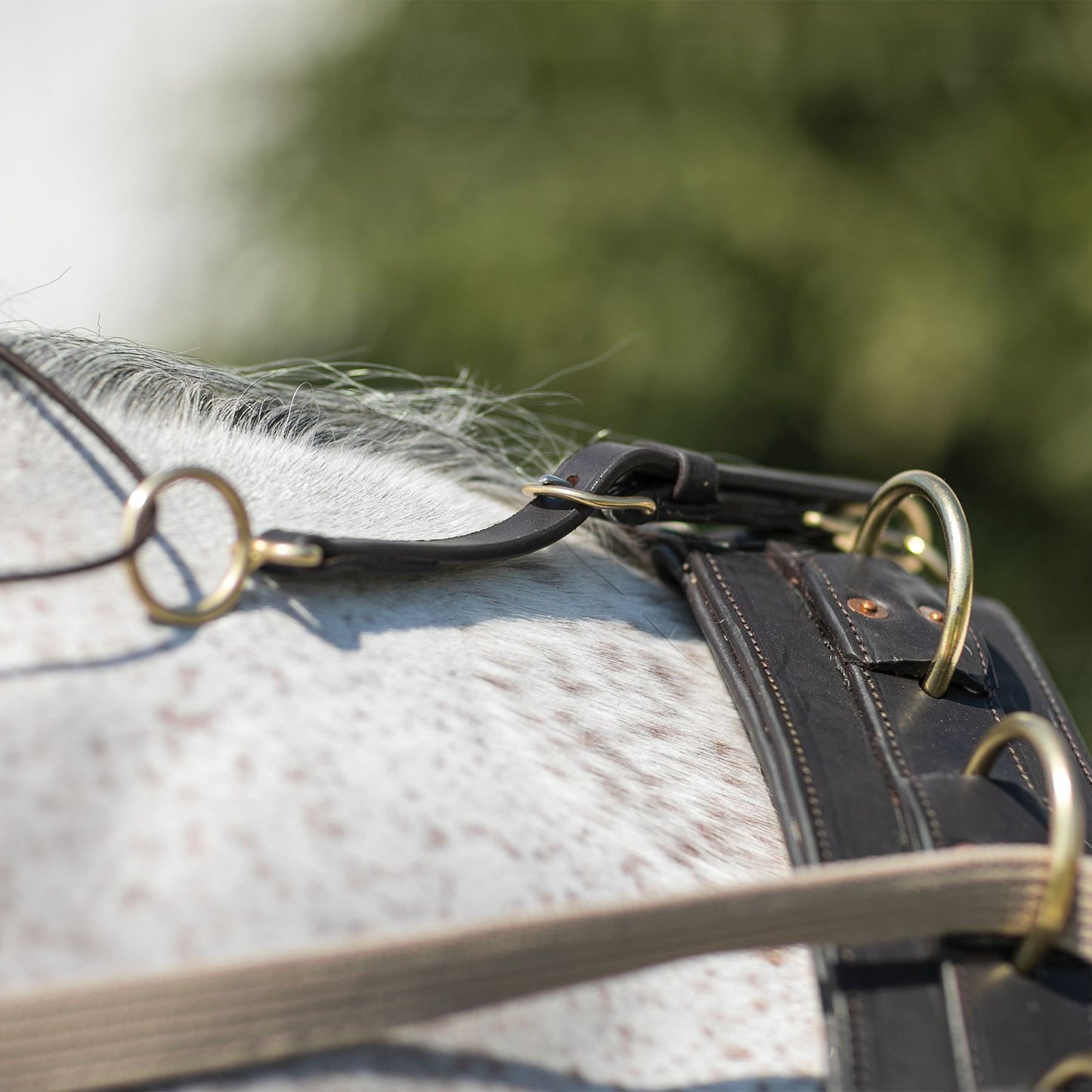 Billy Royal® Multi-Ring Training Surcingle