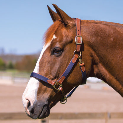 Billy Royal® Padded Leather and Nylon Halter (Cob)
