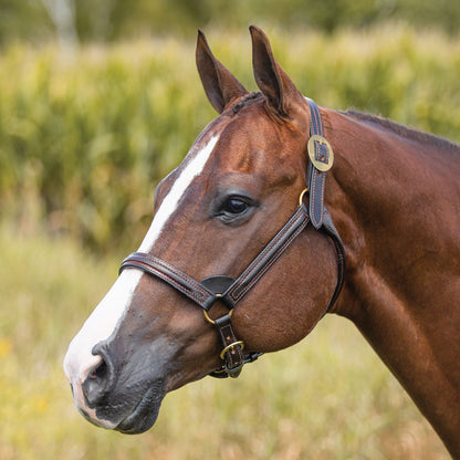 Billy Royal® English Showmanship Halter