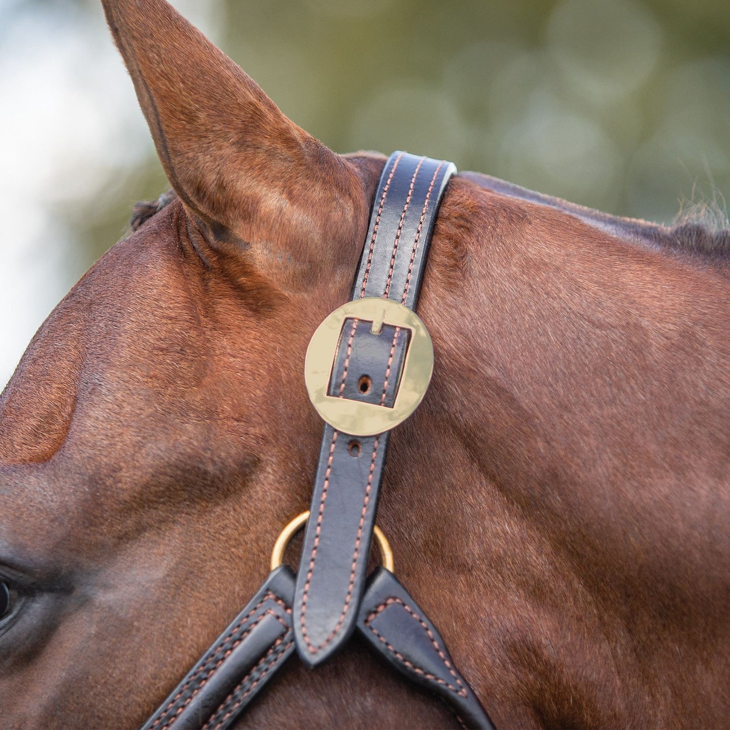 Billy Royal® English Showmanship Halter