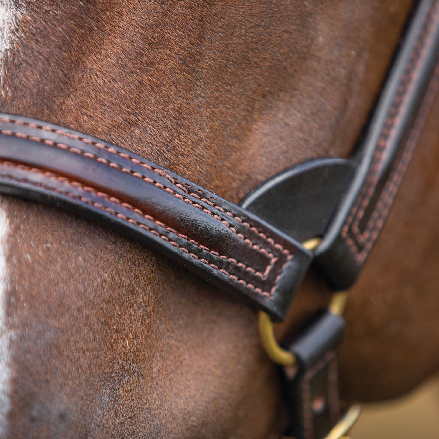 Billy Royal® English Showmanship Halter