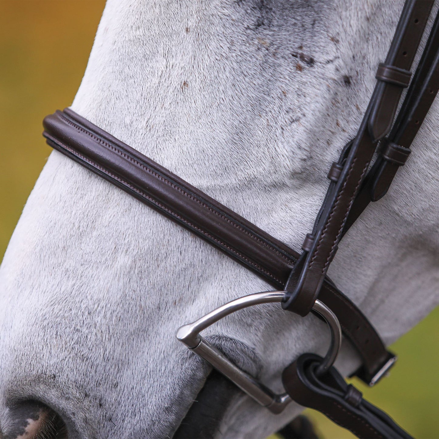 Premier Petite Raised Padded Bridle