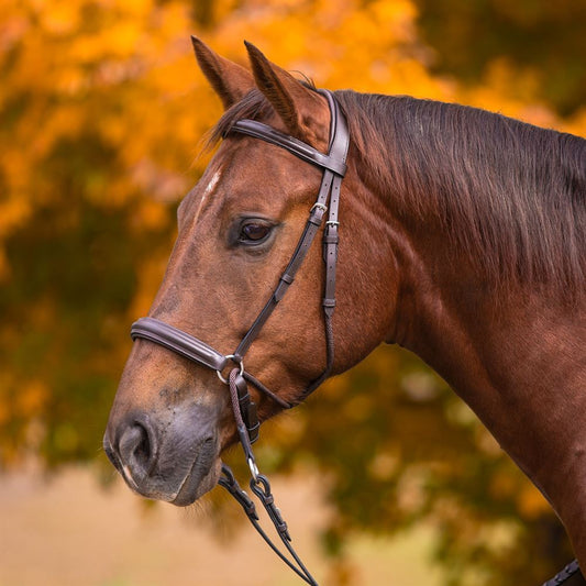 Pinnacle Leather and Rope Bitless Bridle