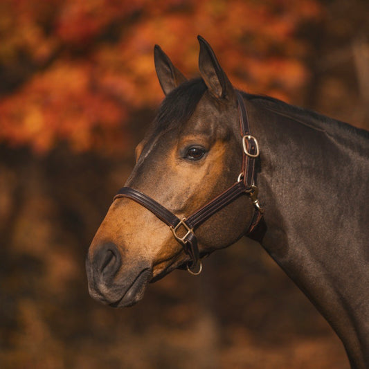 Jacks Inc. Kentucky Leather Halter