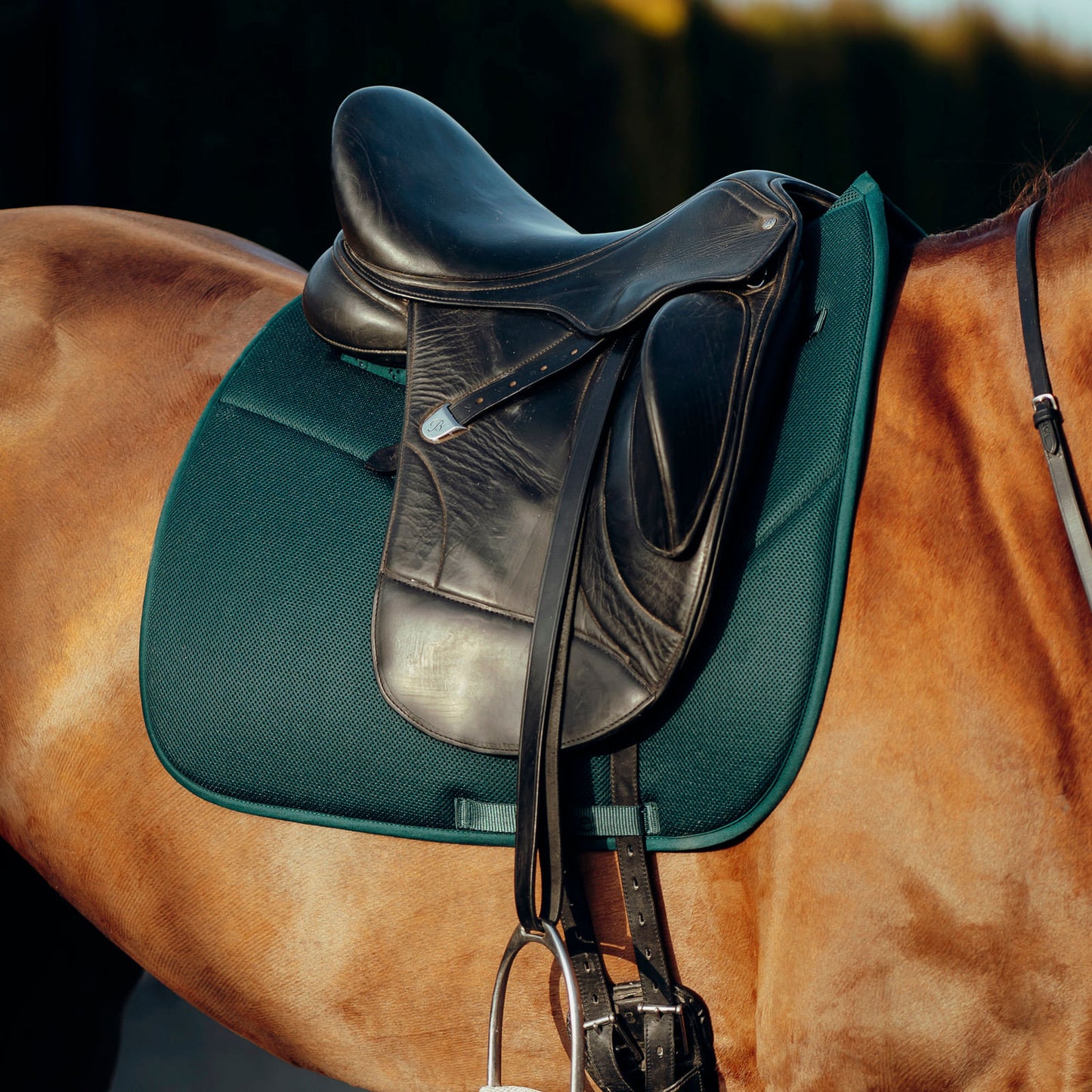 Horze Phoenix Dressage Saddle Pad - Storm Green
