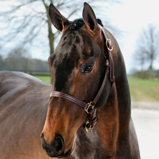 Finntack American Quality Leather Halter with Adjustable Chin