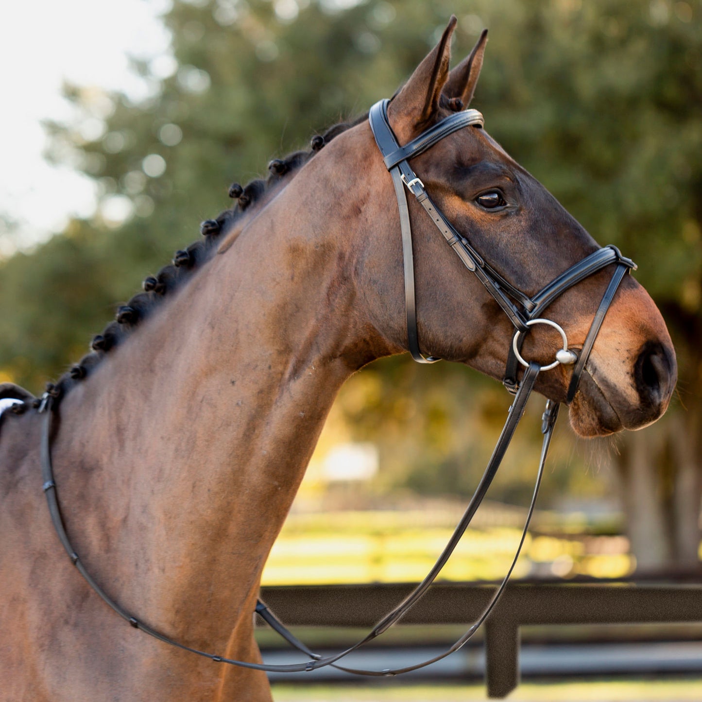 Equinavia Saga Padded Dressage Bridle