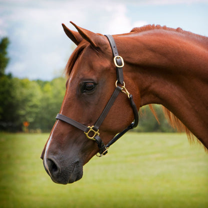 Premier Fort Worth 3/4" Leather Halter