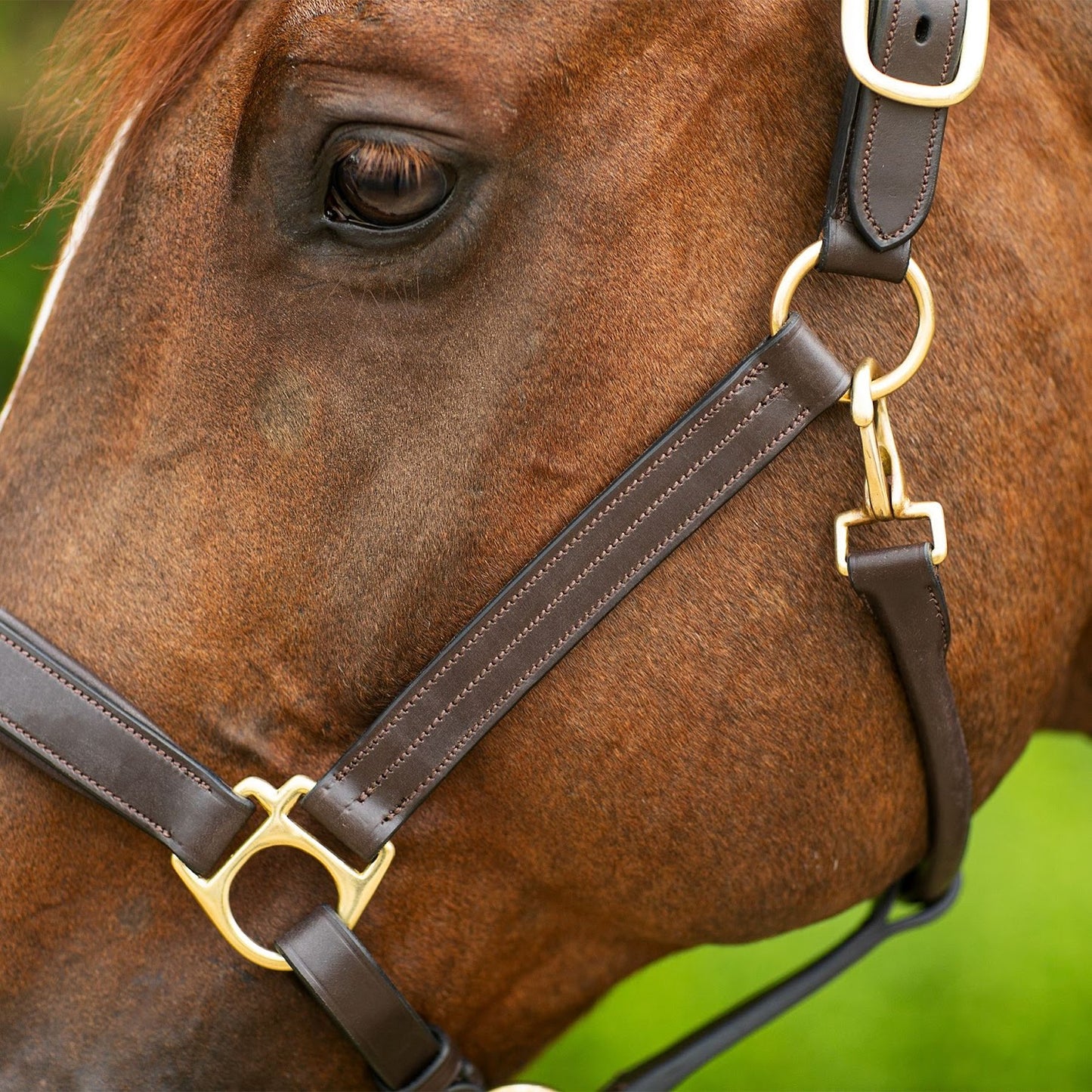 Joseph Sterling® Dorchester Padded Leather Halter