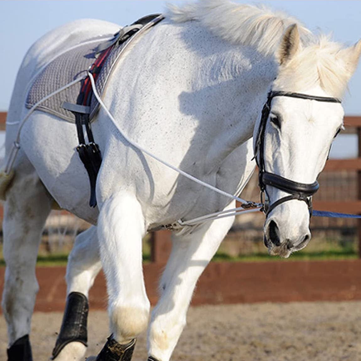 Pessoa Inspired Lunging System