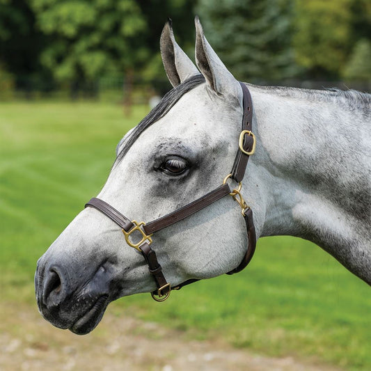Premier Fort Worth 3/4" Leather Halter