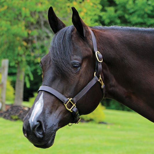 Premier Kentucky Leather Halter