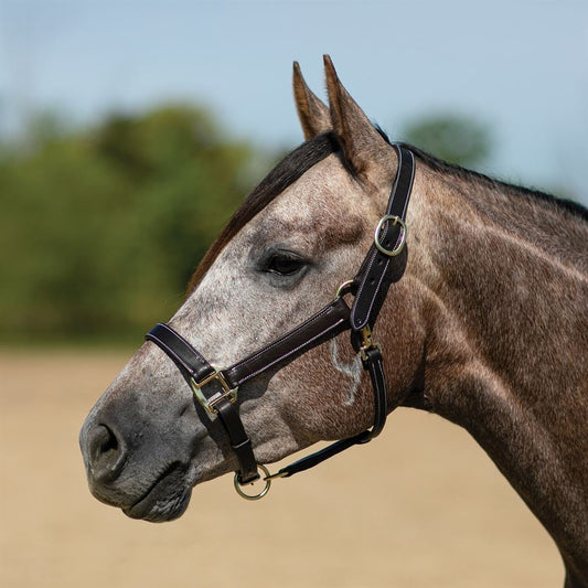 Billy Royal® Kentucky Leather Halter