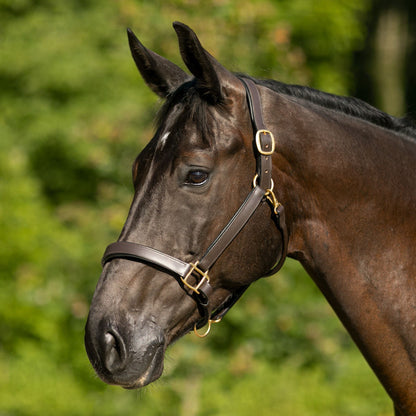 Premier Saratoga Padded Leather Halter