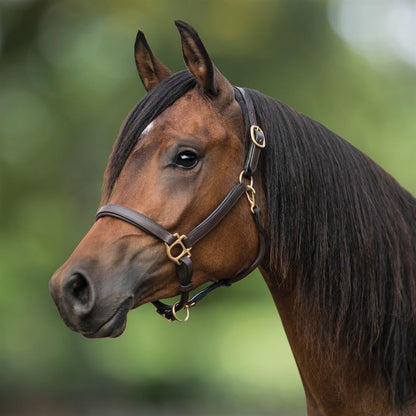Premier Scottsdale Padded 3/4" Leather Halter