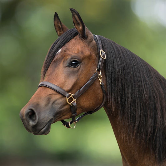 Premier Scottsdale Padded 3/4" Leather Halter