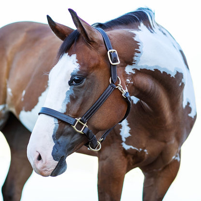 Billy Royal® Belmont Leather Halter