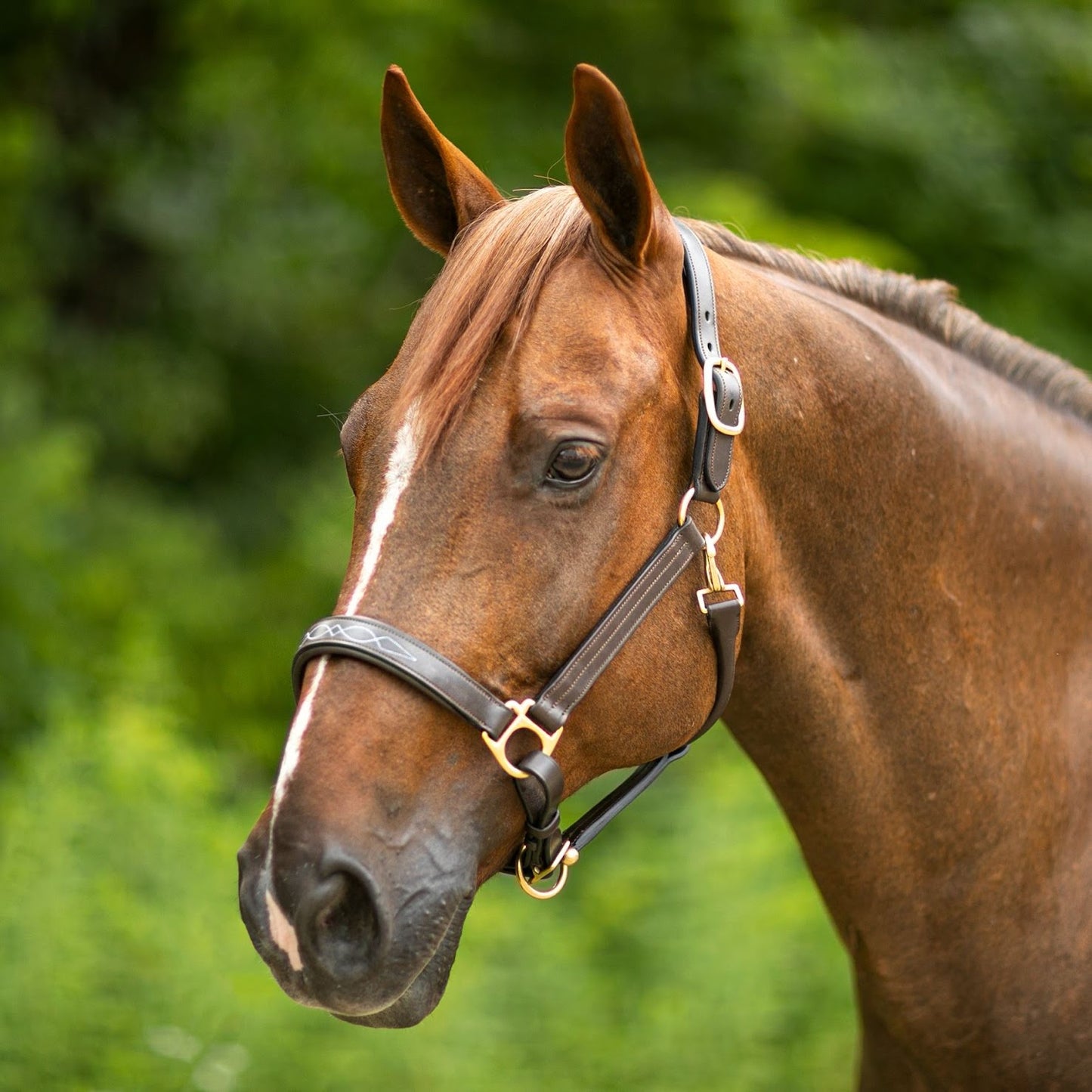 Joseph Sterling® Dorchester Padded Leather Halter