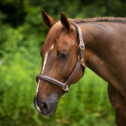 Joseph Sterling® Comfort Crown Leather Halter