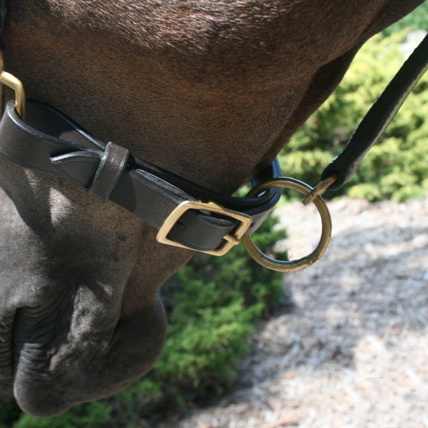 Premier Saratoga Padded Leather Halter