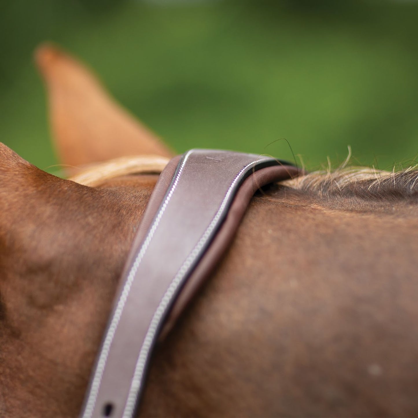 Joseph Sterling® Comfort Crown Leather Halter