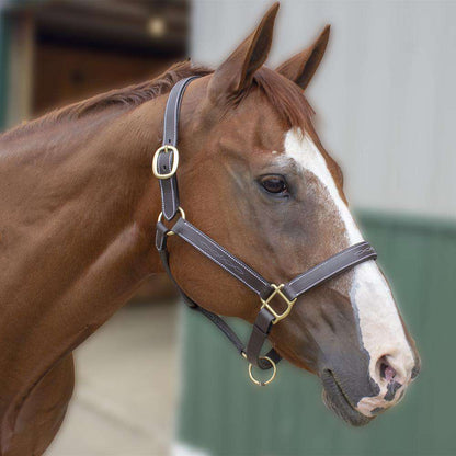 Opulence Liverpool Fancy Stitch Padded Adjustable Leather Halter