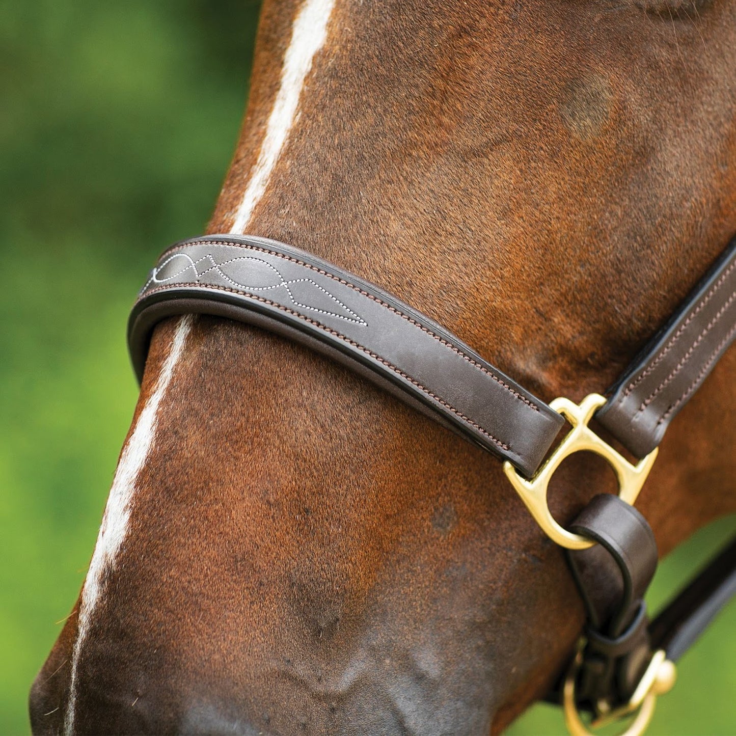 Joseph Sterling® Dorchester Padded Leather Halter