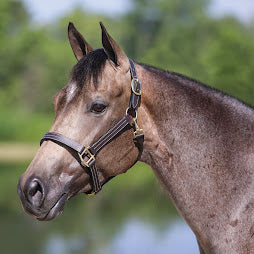 Premier Keenland Triple Stitched Leather Halter