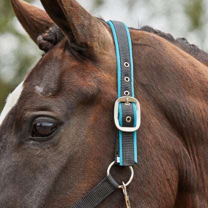 Tough1® Neoprene Padded Nylon Halter - Turquoise