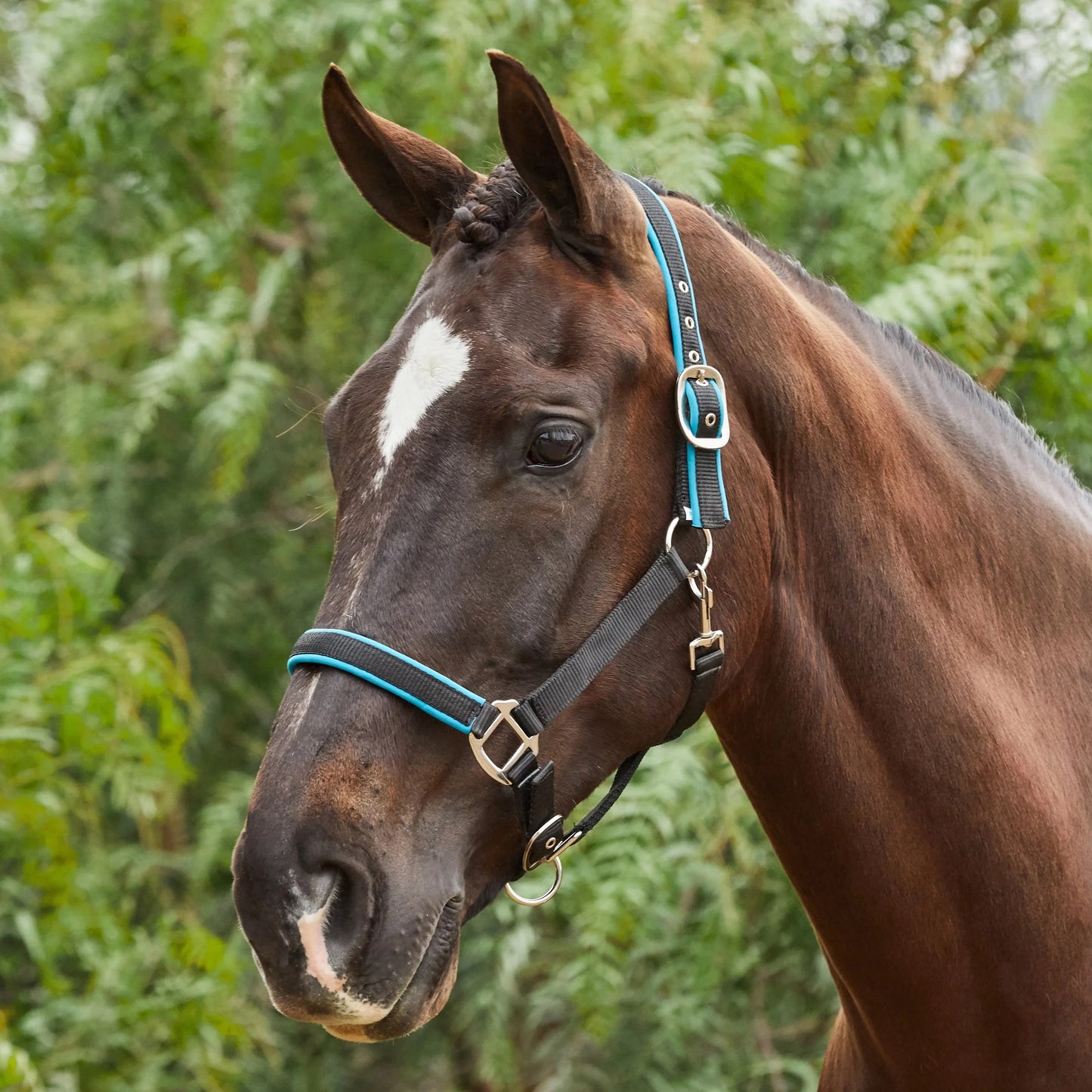 Tough1® Neoprene Padded Nylon Halter - Turquoise