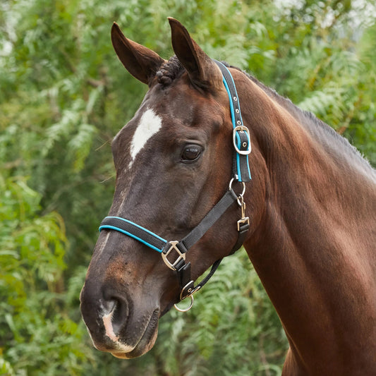 Tough1® Neoprene Padded Nylon Halter - Turquoise
